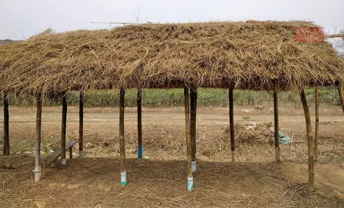 হারিয়ে যাচ্ছে ‘ছনের ঘর’ 